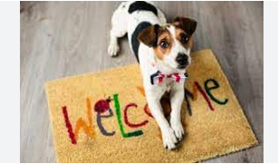 Pet-Friendly Bliss: Apartments that Make Paws Smile