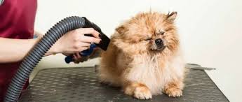 Efficient and Gentle: How to Safely Use a Dog Blow Dryer