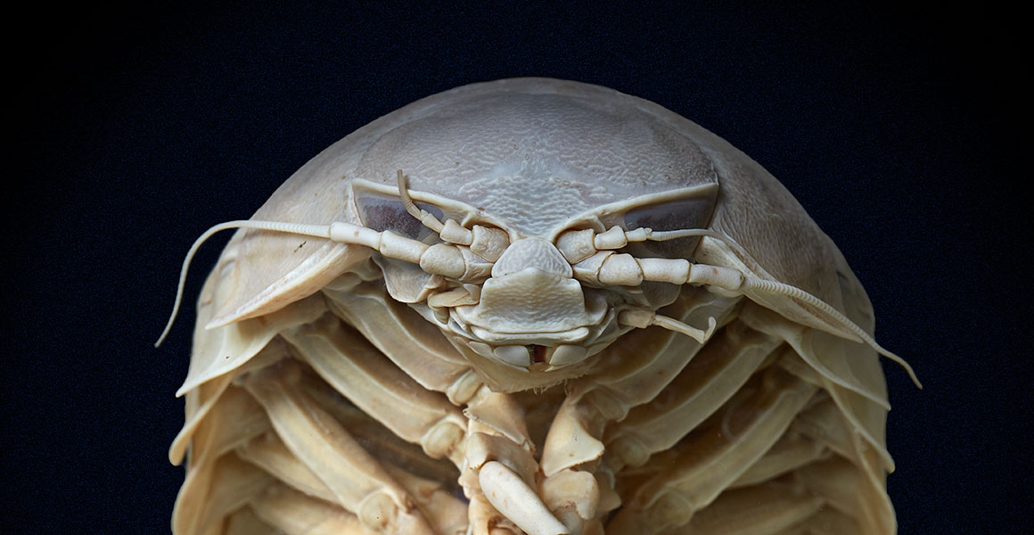 Isopods: Nature’s Miniature Cleanup Crews