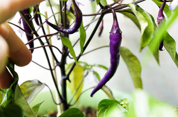 Purple Cayenne Pepper Recipes: Adding Zest to Your Meals