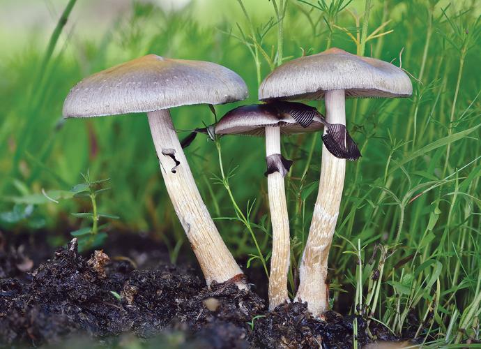 Speculate Mushrooms: A Desirable Solution for Despression signs?