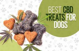 Relieve Anxiety in Dogs with CBD Dog Treats