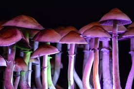 DC Shrooms: The Path to Inner Discovery