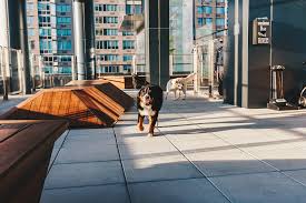 Fort Collins Apartments: Tail-Wagging Luxury Awaits