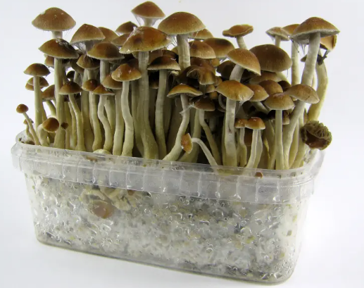 Shroom Society: DC’s Growing Fungi Community
