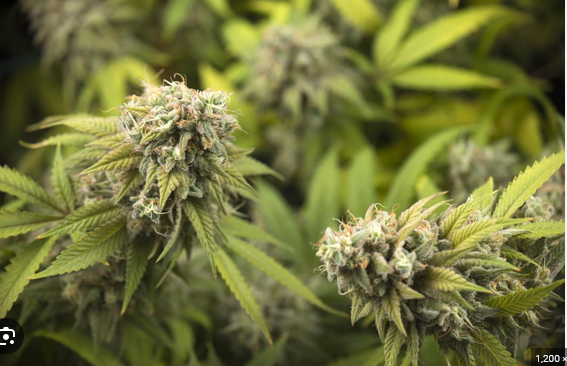 BloomBudz: YourNeighborhood Dispensary