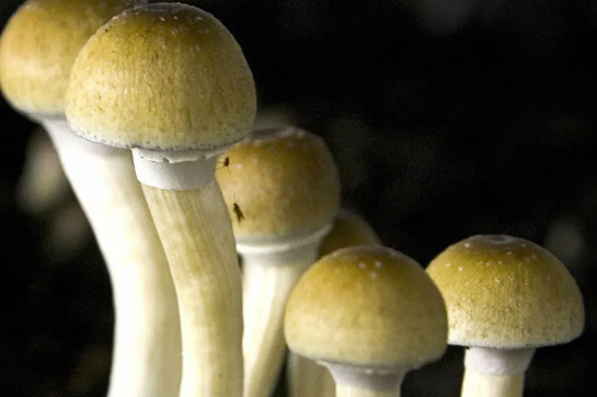 The Opportunity Affects of DC Shrooms on Emotional Health