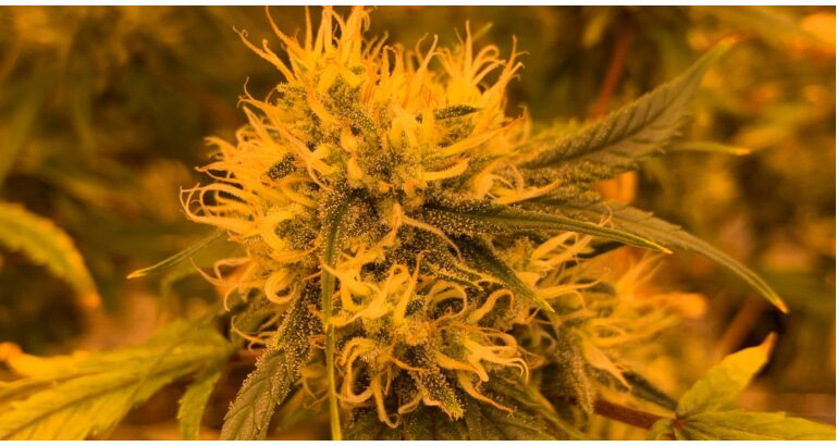 Federal Highs: Top quality DC Marijuana Assortment