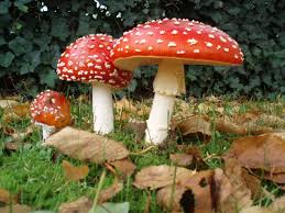 Treats from Nature: Indulging in the Goodness of Mushroom Gummies