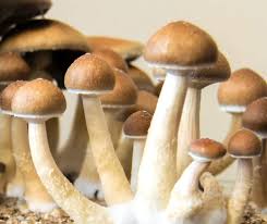 Shrooms DC: Nature’s Gift idea for Imagination and Spirit