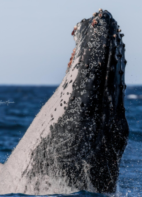 Sydney Whale Tours: The Ultimate Guide to an Ocean Spectacle