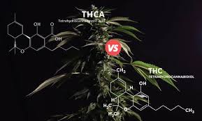 A Beginner’s Guide to THC vs THCA
